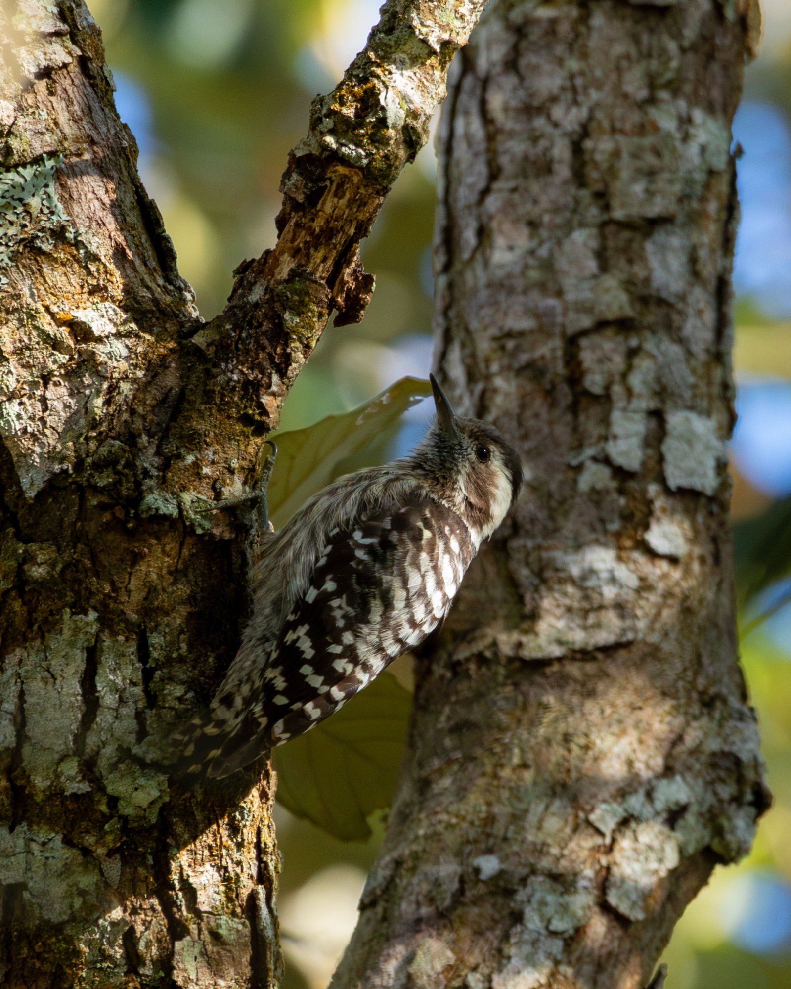 image Grey-capped Pygmy Woodpecker